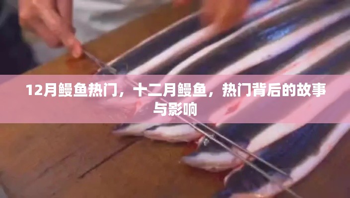 十二月鳗鱼热潮,背后的故事与深远影响