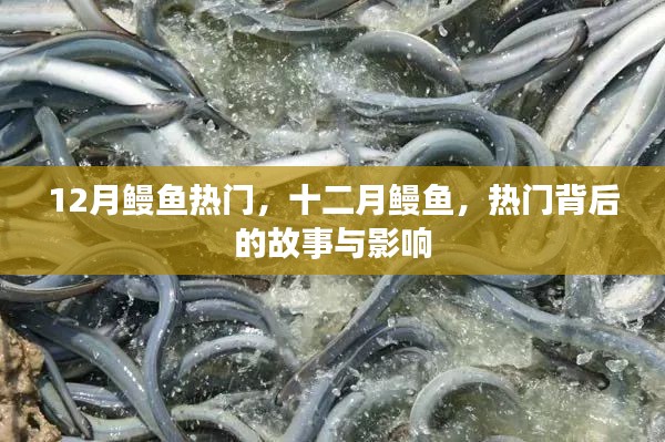 十二月鳗鱼热潮,背后的故事与深远影响