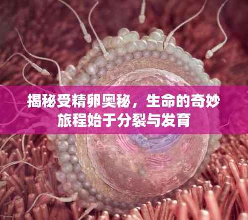 揭秘受精卵奥秘,生命的奇妙旅程始于分裂与发育