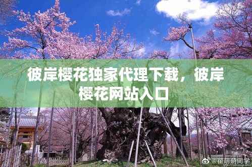 彼岸樱花独家代理下载,彼岸樱花网站入口