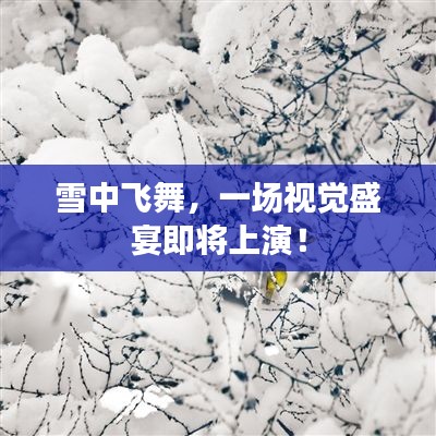 雪中飞舞，一场视觉盛宴即将上演！