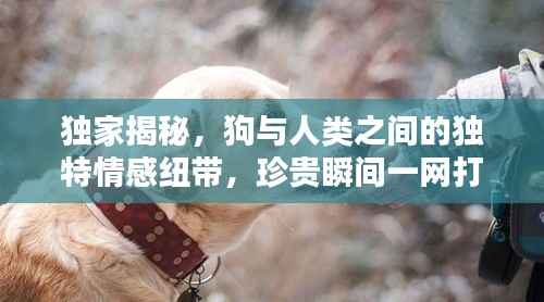 独家揭秘，狗与人类之间的独特情感纽带，珍贵瞬间一网打尽！