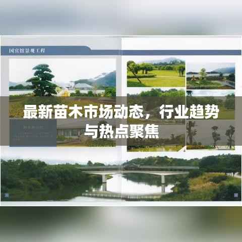 最新苗木市场动态,行业趋势与热点聚焦