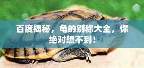 百度揭秘,龟的别称大全,你绝对想不到!