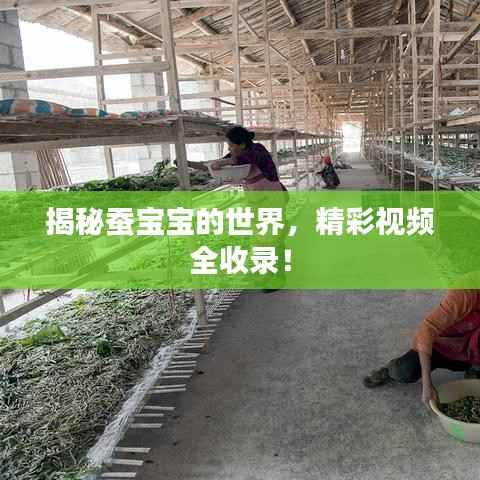 揭秘蚕宝宝的世界,精彩视频全收录!