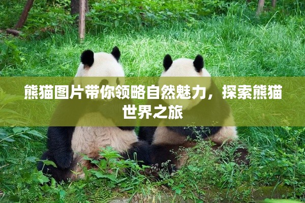 熊猫图片带你领略自然魅力,探索熊猫世界之旅