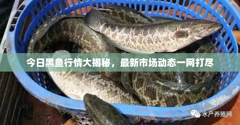 今日黑鱼行情大揭秘,最新市场动态一网打尽